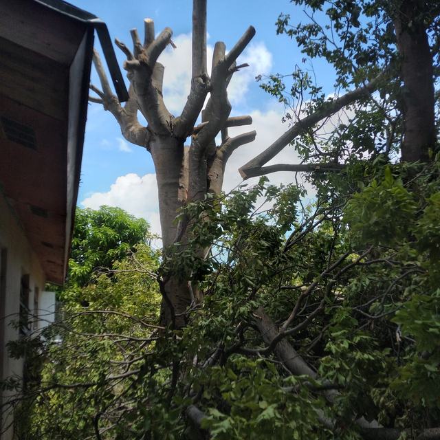 Tall tree pruned back