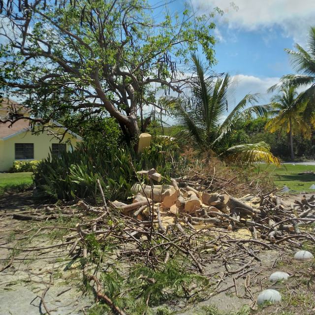 Tree removal with cut debris on the lawn