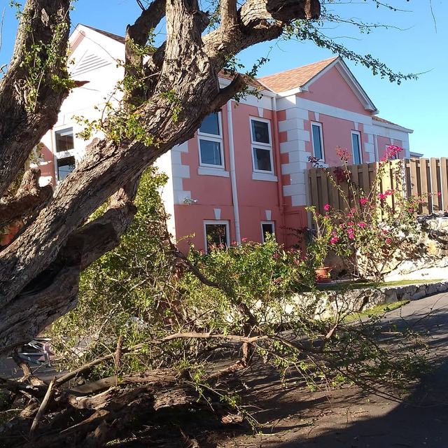Fallen tree across a yard