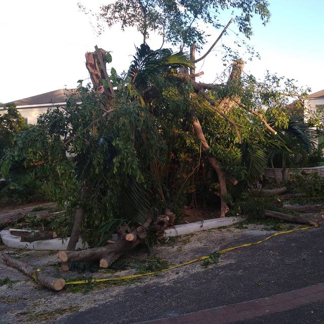 Large fallen tree before removal
